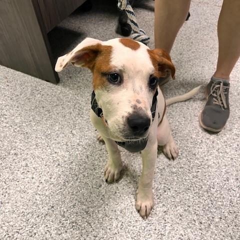 Enlarge Broch, an adopted mixed breed in Tyler, TX image 5/5