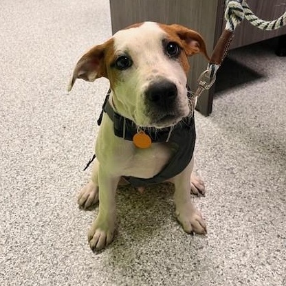 Enlarge Broch, an adopted mixed breed in Tyler, TX image 3/5