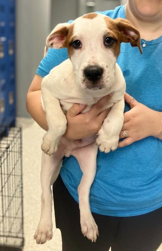 Enlarge Broch, an adopted mixed breed in Tyler, TX image 2/5