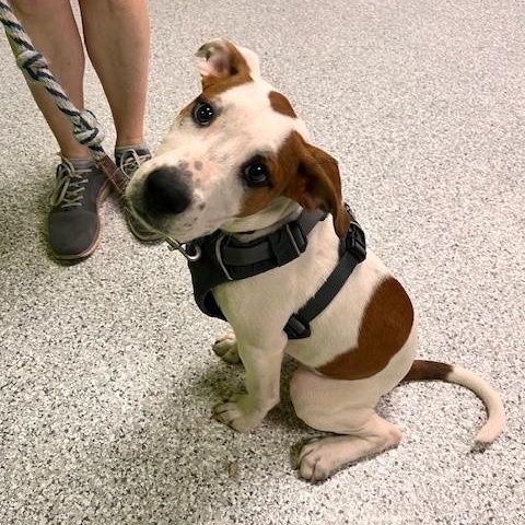 Enlarge Broch, an adopted mixed breed in Tyler, TX image 1/5
