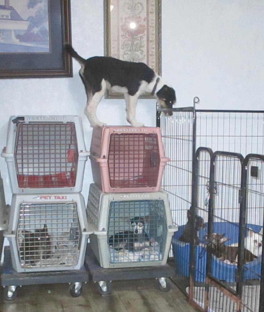 Trix, an adopted Wirehaired Terrier in Camden, SC image 5/6