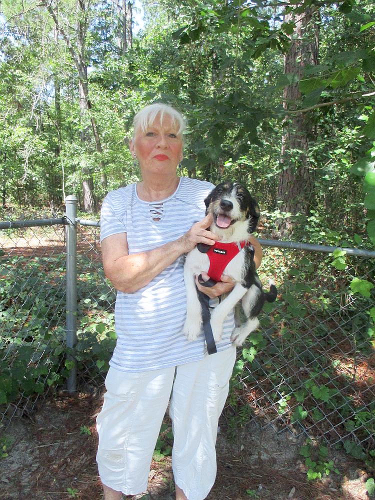 Trix, an adopted Wirehaired Terrier in Camden, SC image 1/6