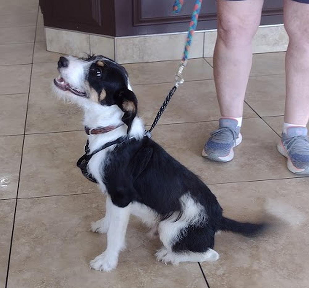 Trix, an adopted Wirehaired Terrier in Camden, SC image 2/6
