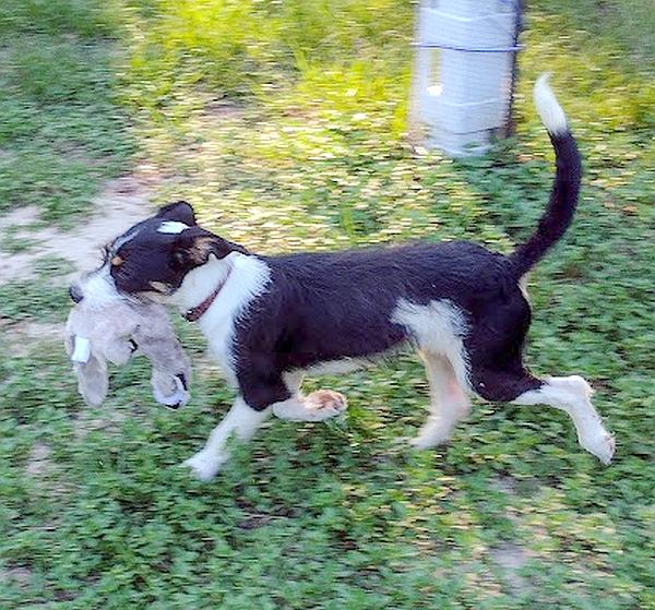 Trix, an adopted Wirehaired Terrier in Camden, SC image 4/6