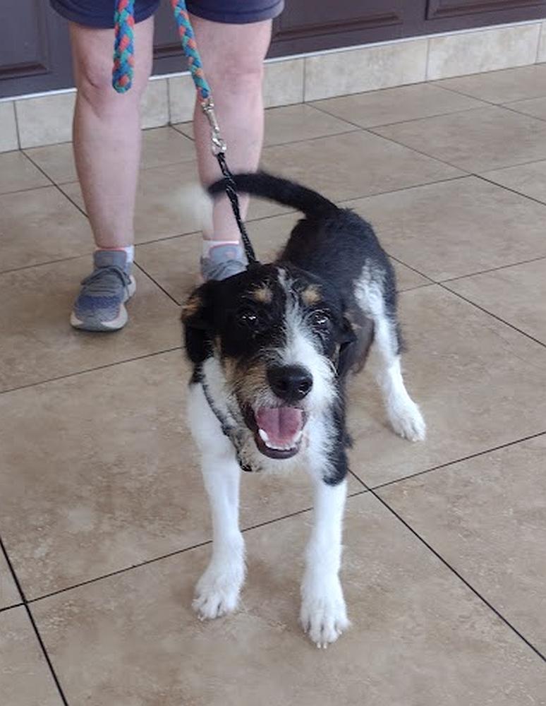 Trix, an adopted Wirehaired Terrier in Camden, SC image 3/6