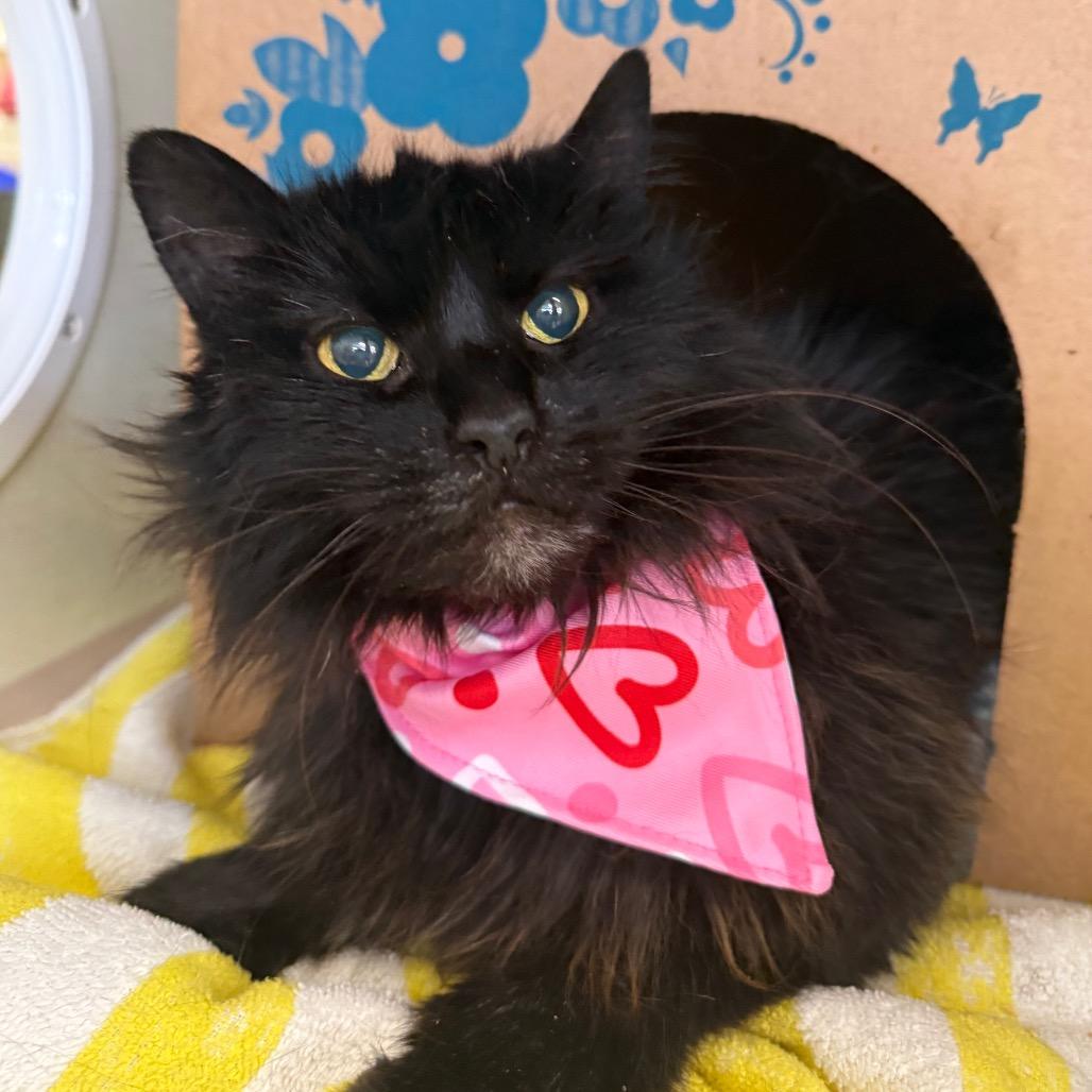 Enlarge Agnes, a Adoptable Domestic Medium Hair in West Olive, MI image 3/6