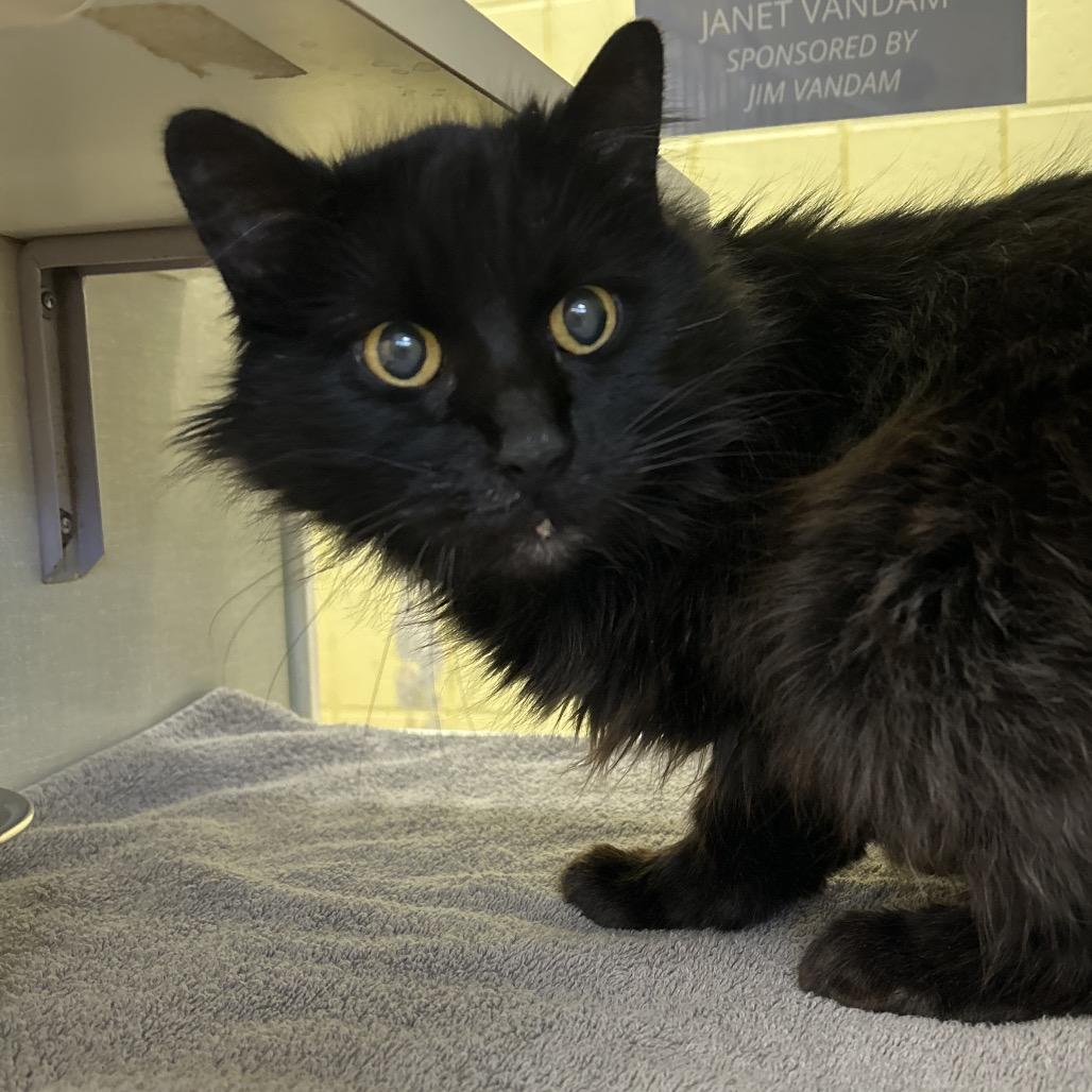 Enlarge Agnes, a Adoptable Domestic Medium Hair in West Olive, MI image 5/6
