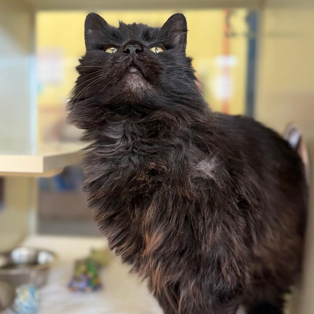 Enlarge Agnes, a Adoptable Domestic Medium Hair in West Olive, MI image 6/6