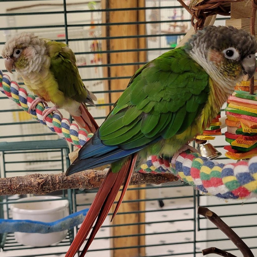 Silva and Emjade, Adoptable, Adult Unknown Conure.