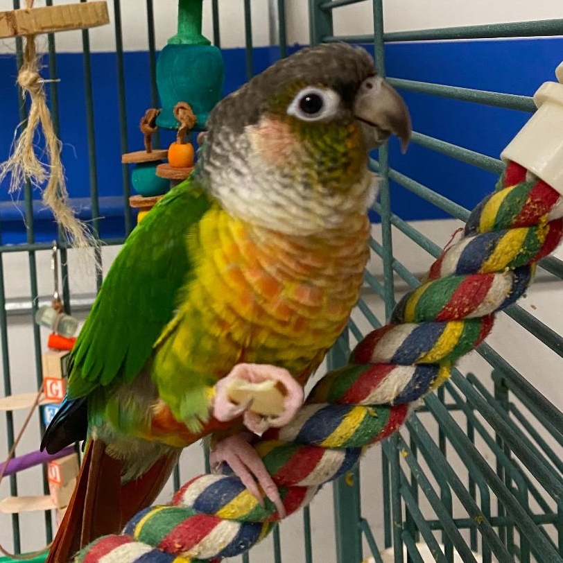Enlarge Silva and Emjade, a Adoptable Conure in Cape Elizabeth, ME image 2/5