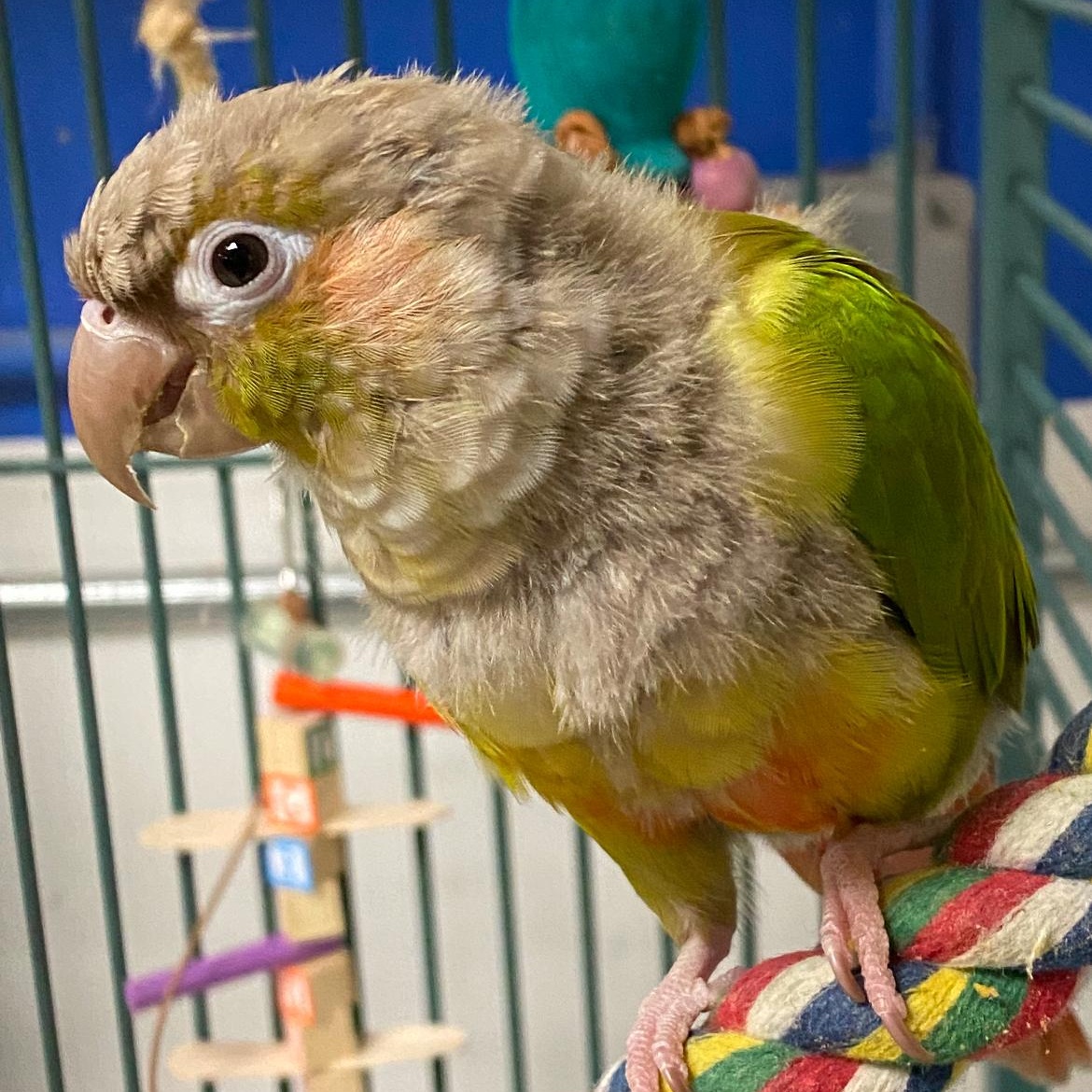 Enlarge Silva and Emjade, a Adoptable Conure in Cape Elizabeth, ME image 3/5
