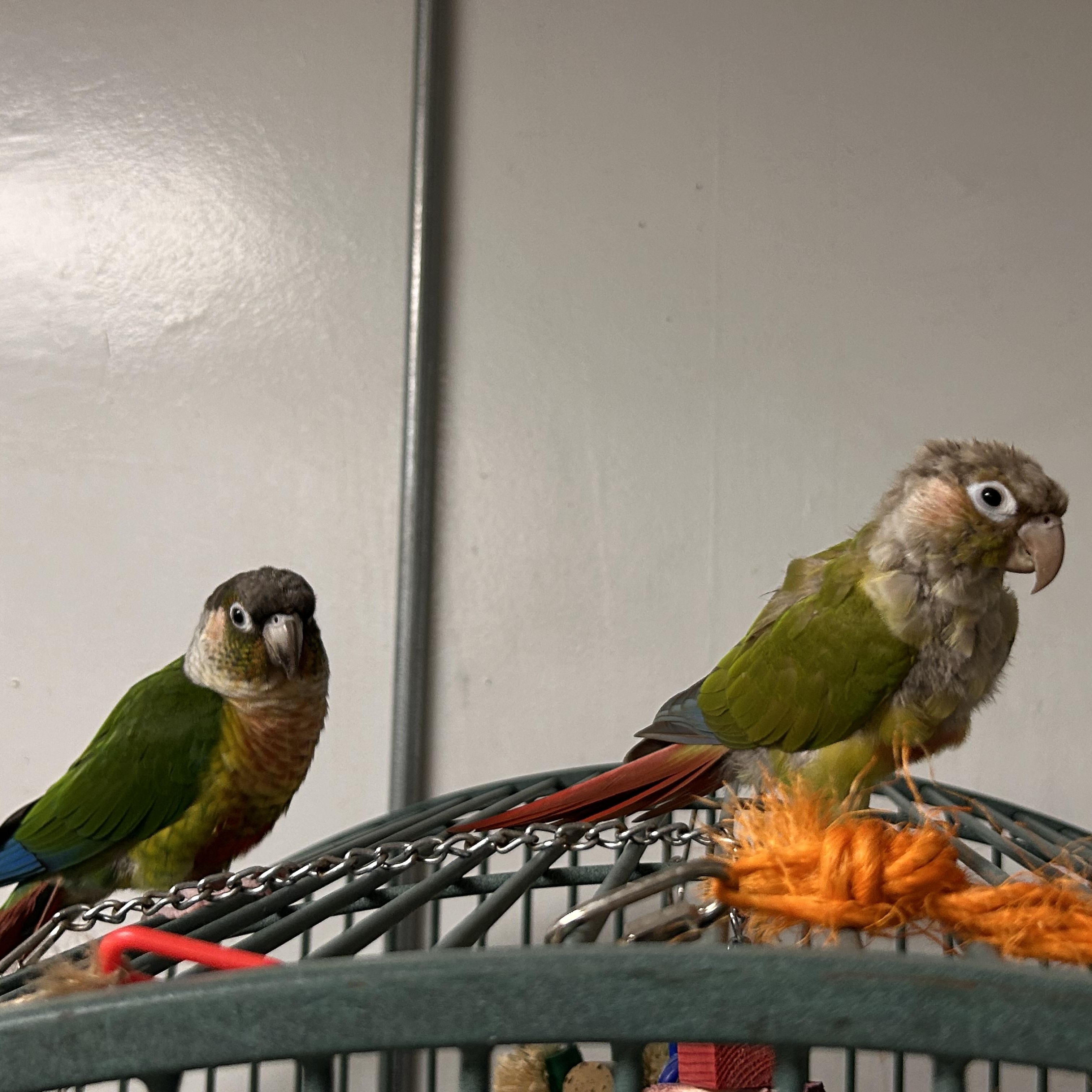 Enlarge Silva and Emjade, a Adoptable Conure in Cape Elizabeth, ME image 5/5