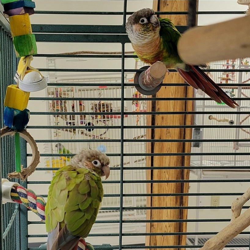 Enlarge Silva and Emjade, a Adoptable Conure in Cape Elizabeth, ME image 4/5