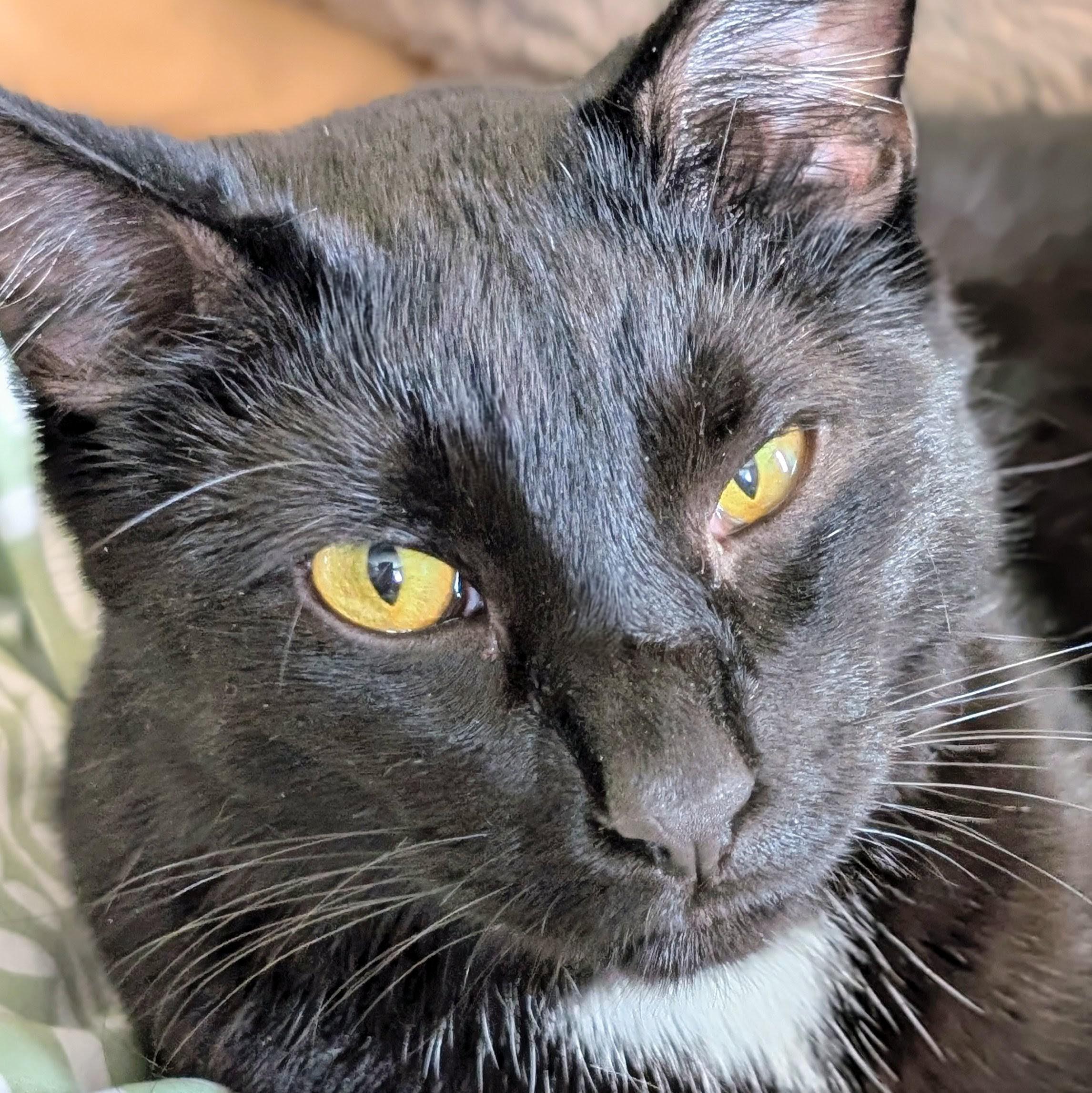 Speedo, a Adoptable Domestic Short Hair in Johnsburg, IL image 4/5