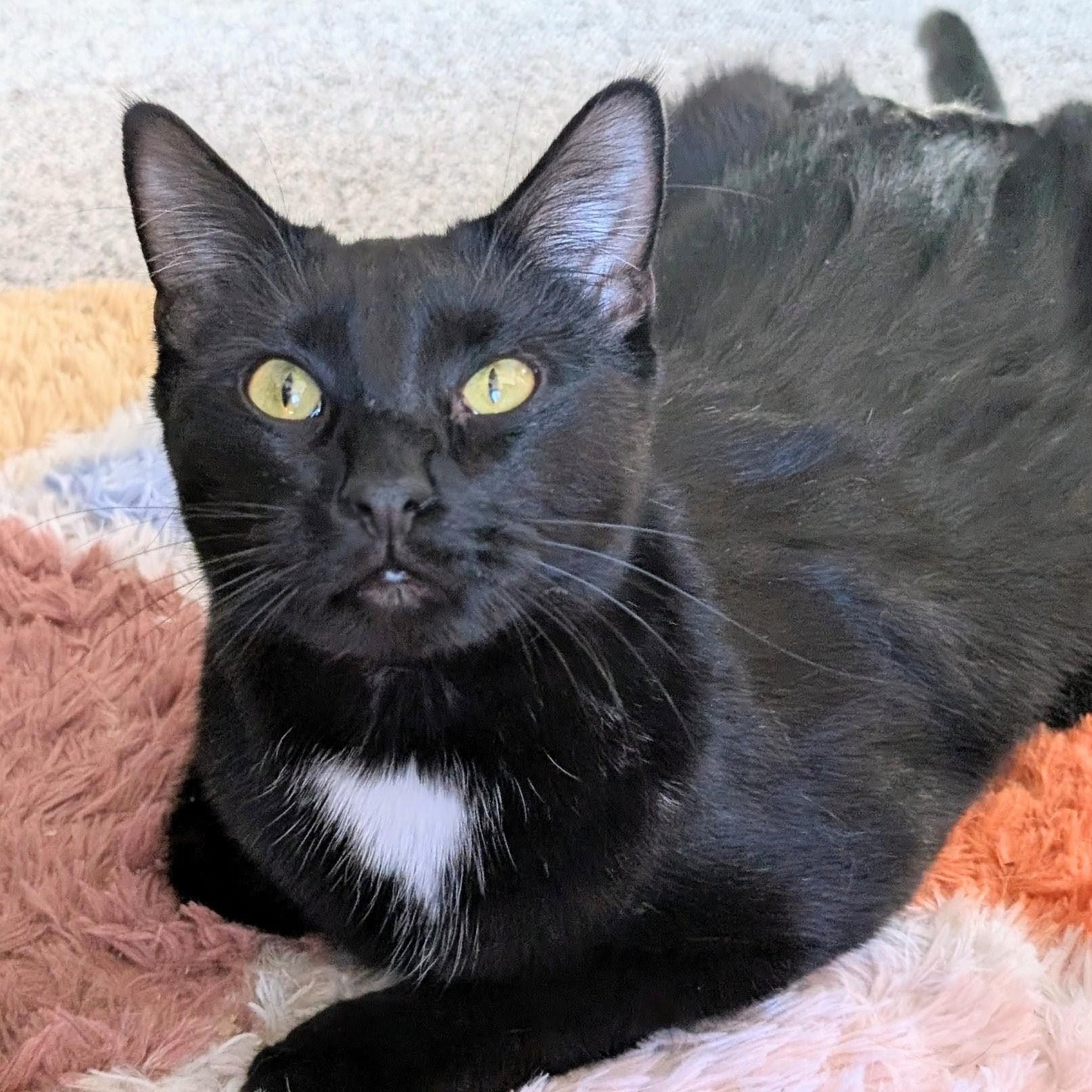 Speedo, Adoptable, Adult Male Domestic Short Hair.