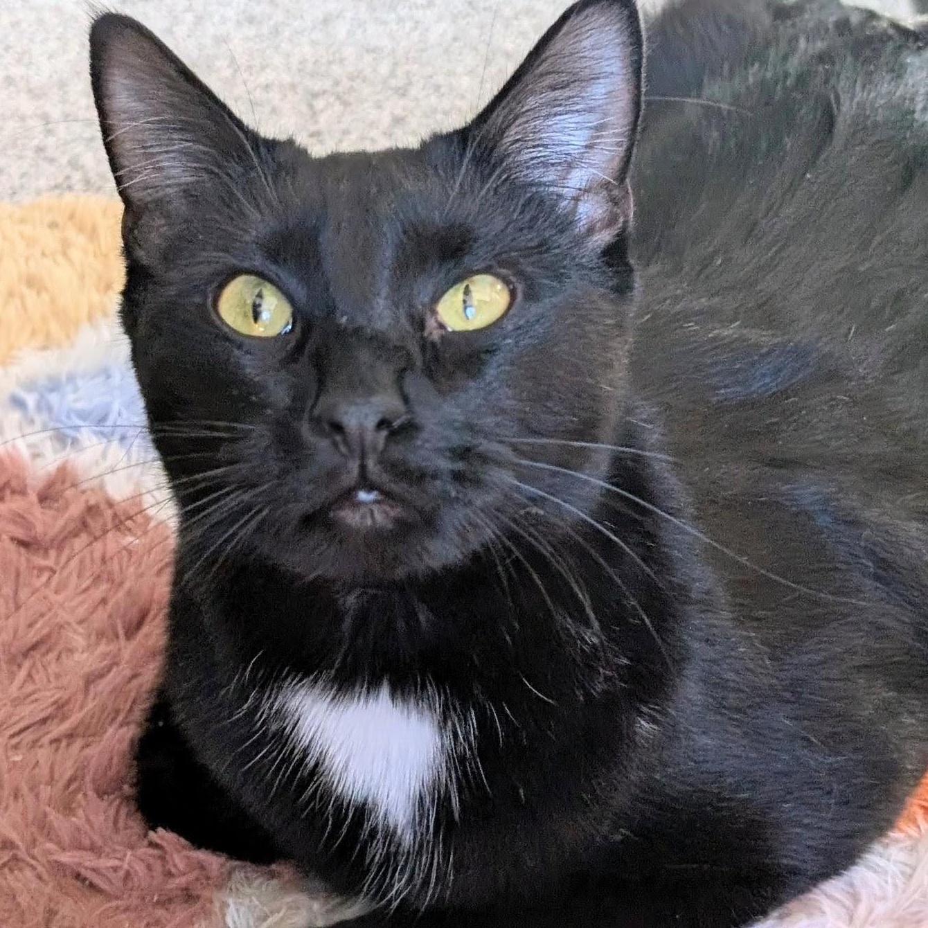 Enlarge Speedo, a Adoptable Domestic Short Hair in Johnsburg, IL image 1/4