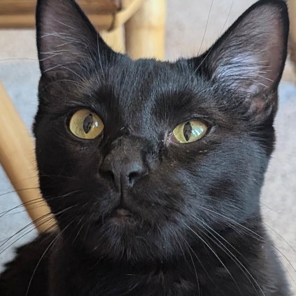 Speedo, a Adoptable Domestic Short Hair in Johnsburg, IL image 3/5