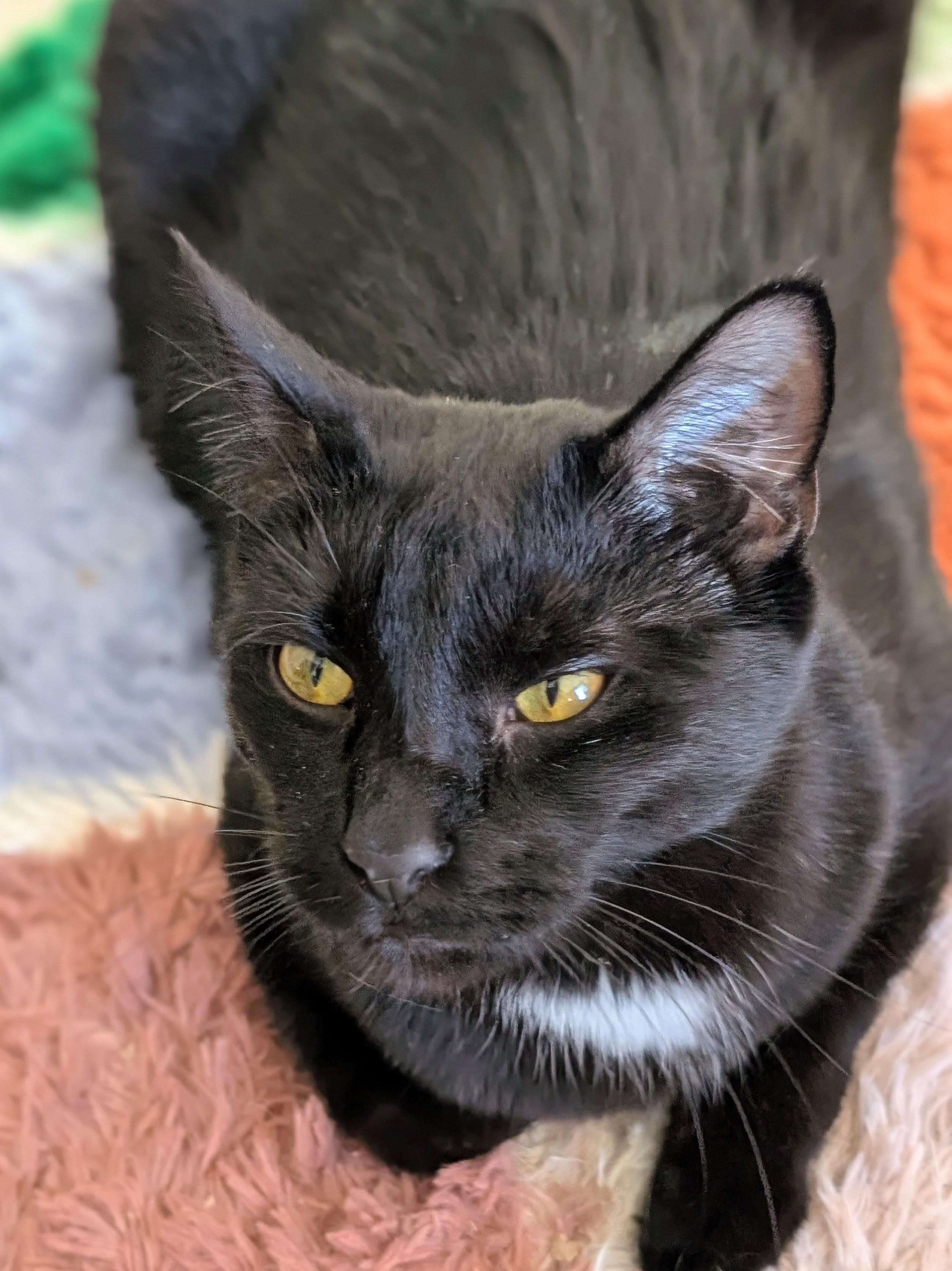 Enlarge Speedo, a Adoptable Domestic Short Hair in Johnsburg, IL image 3/4