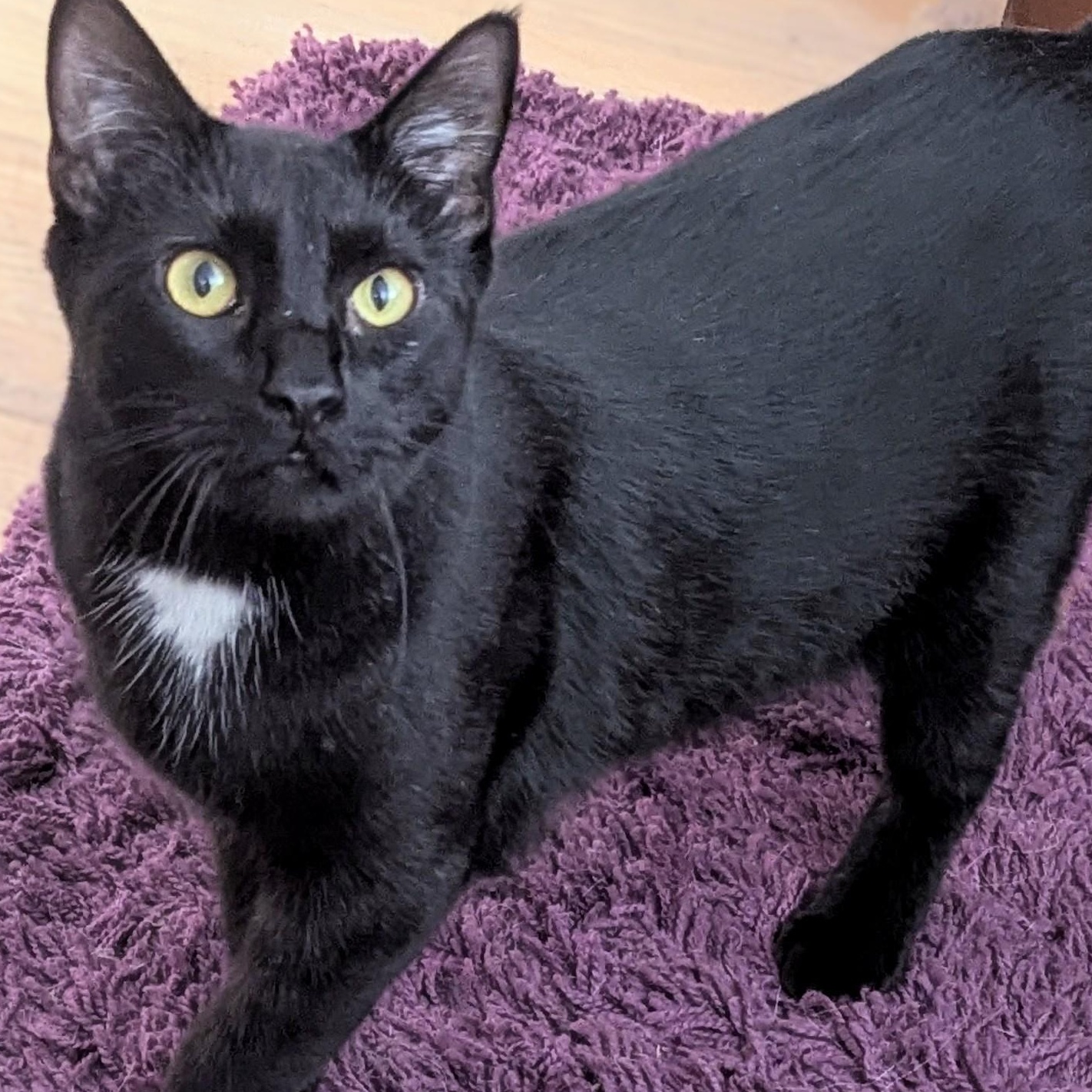 Speedo, a Adoptable Domestic Short Hair in Johnsburg, IL image 2/5