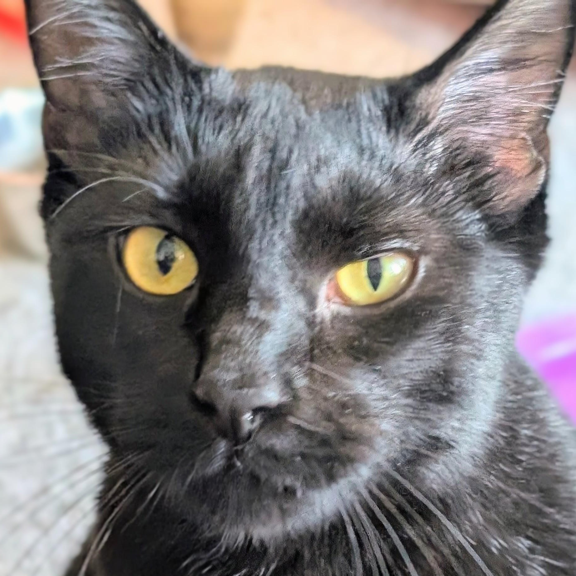 Speedo, a Adoptable Domestic Short Hair in Johnsburg, IL image 5/5