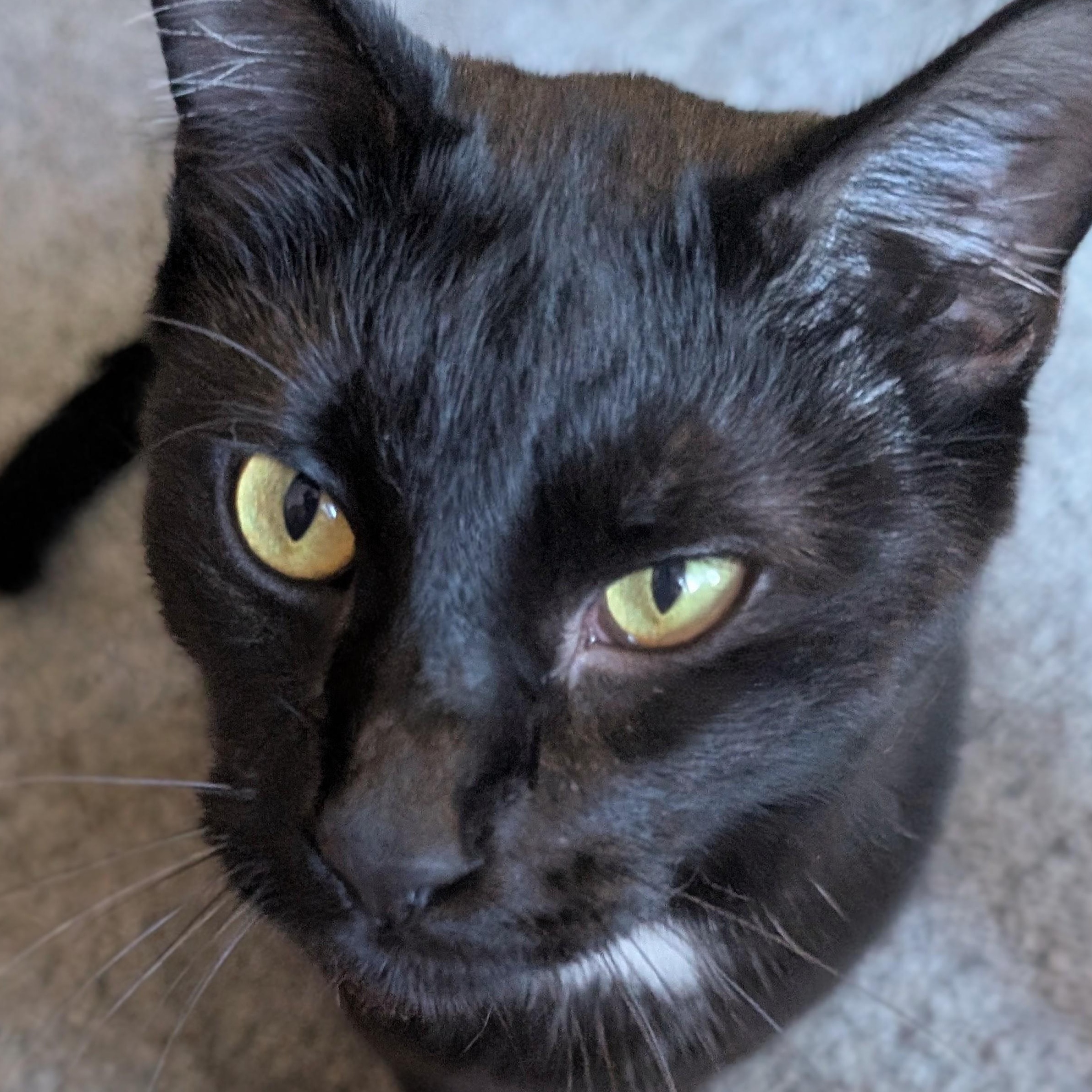 Speedo, a Adoptable Domestic Short Hair in Johnsburg, IL image 1/5
