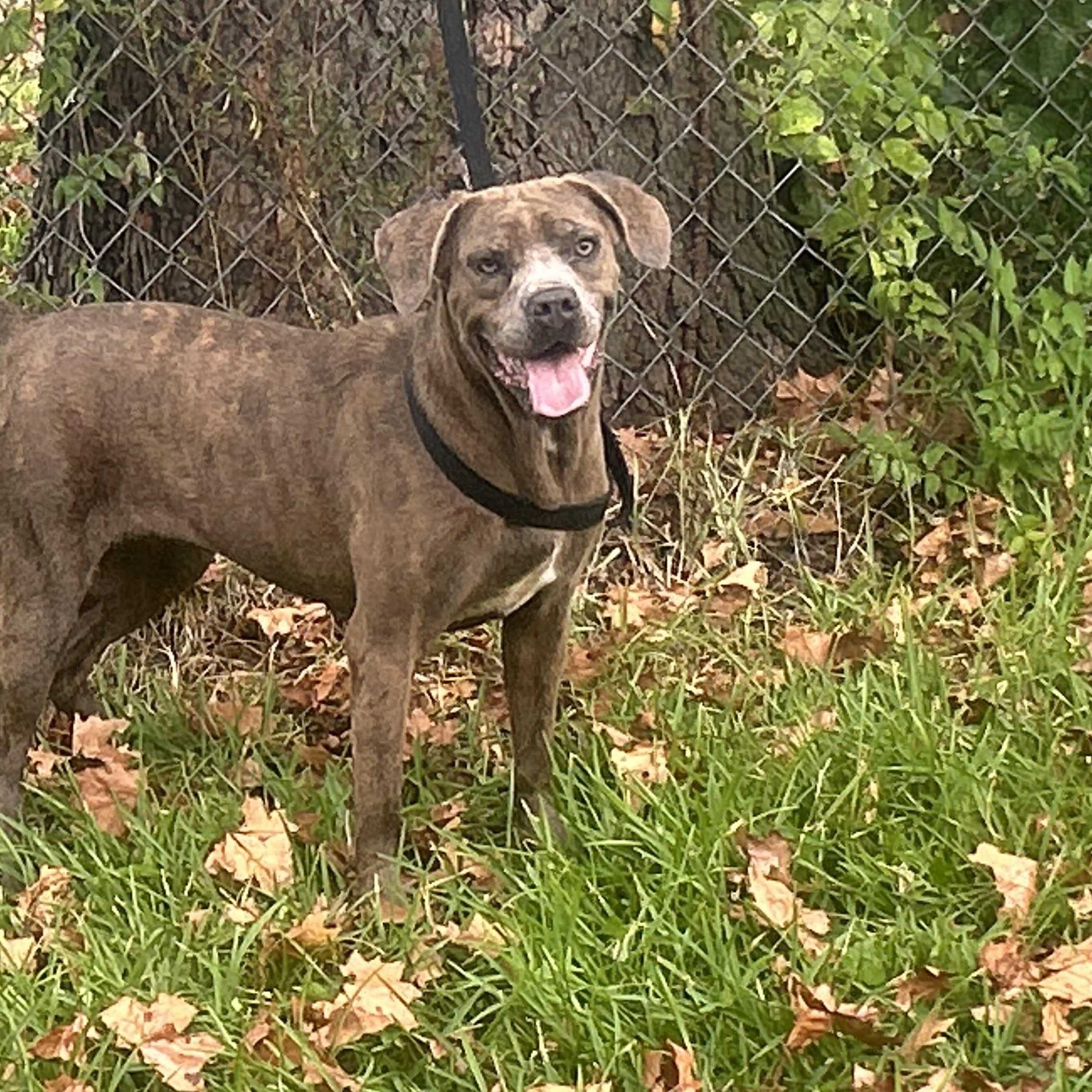 Navi, a Adoptable Cane Corso in Houston, TX image 1/3