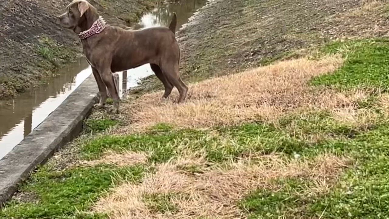 Enlarge Navi, a Adoptable Cane Corso in Houston, TX video 2/3