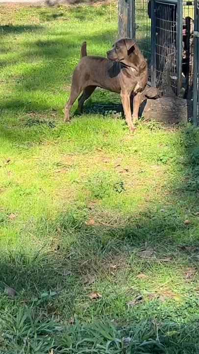 Enlarge Navi, a Adoptable Cane Corso in Houston, TX video 3/3