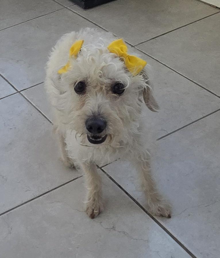 Tita, a ADOPTABLE Maltipoo in Fallbrook, CA image 3/6