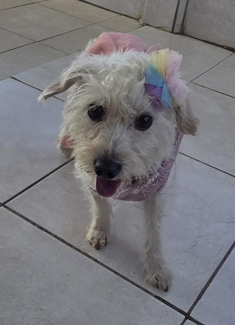 Tita, a ADOPTABLE Maltipoo in Fallbrook, CA image 2/6