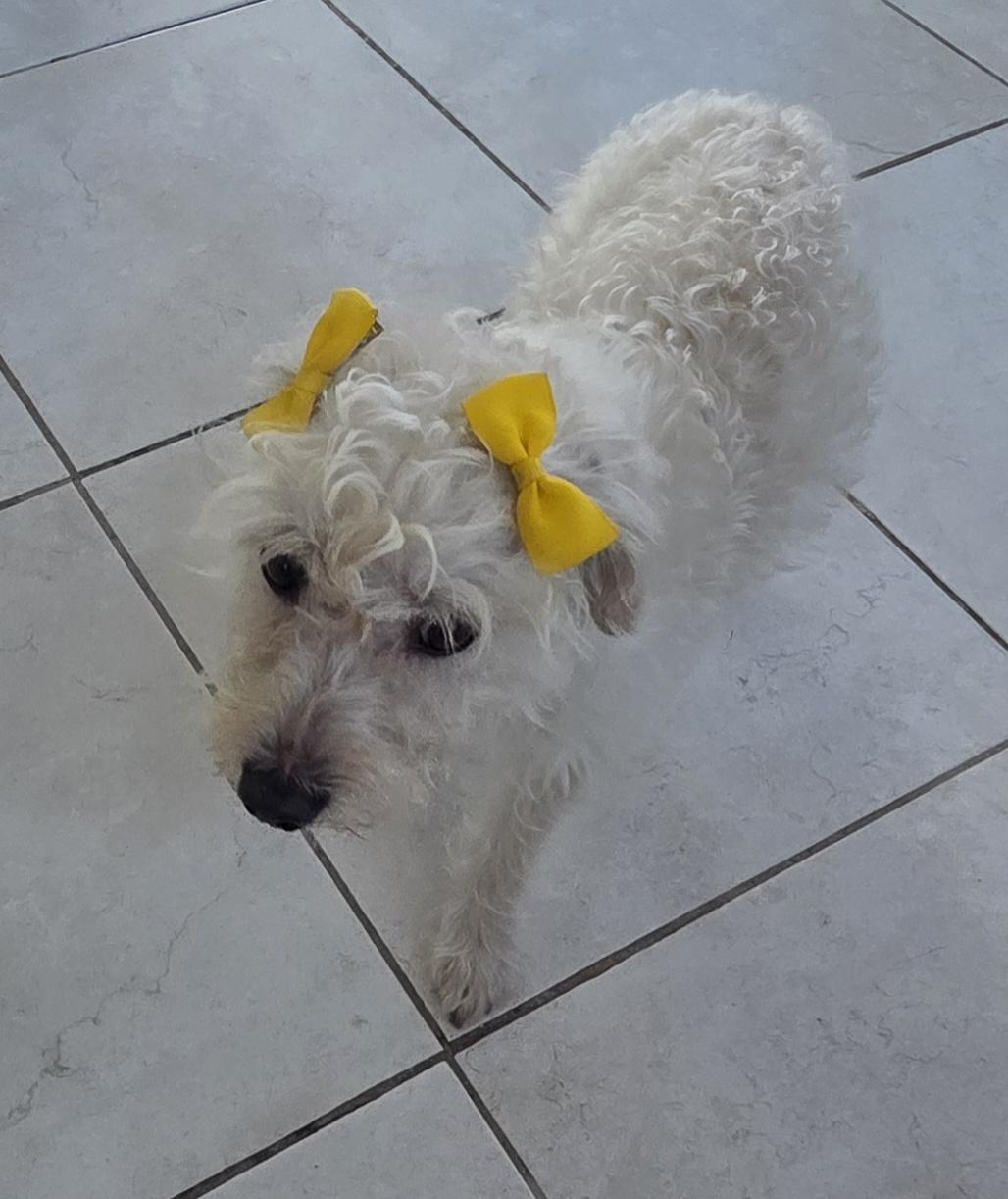Tita, a ADOPTABLE Maltipoo in Fallbrook, CA image 4/6