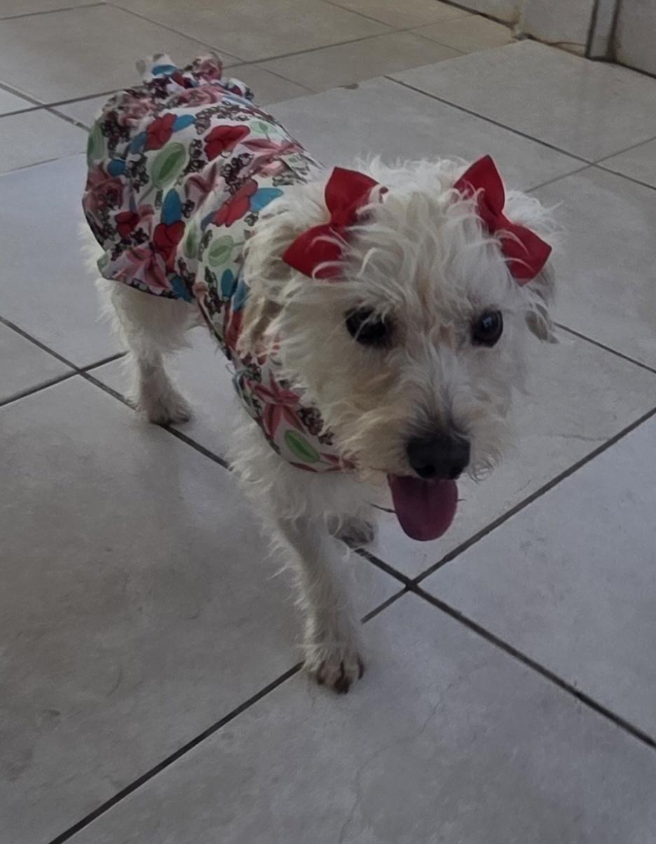 Tita, a ADOPTABLE Maltipoo in Fallbrook, CA image 5/6