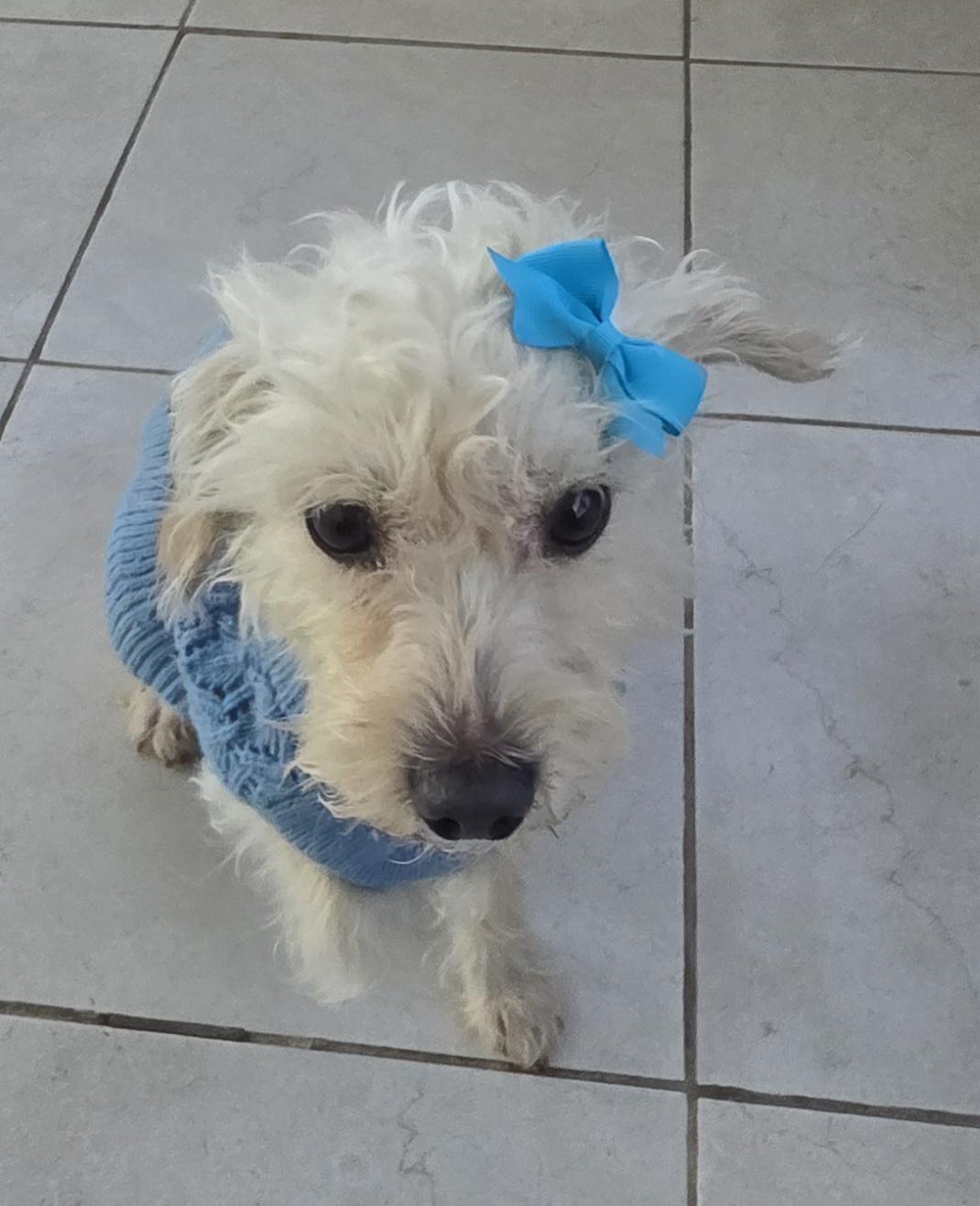 Tita, a ADOPTABLE Maltipoo in Fallbrook, CA image 6/6