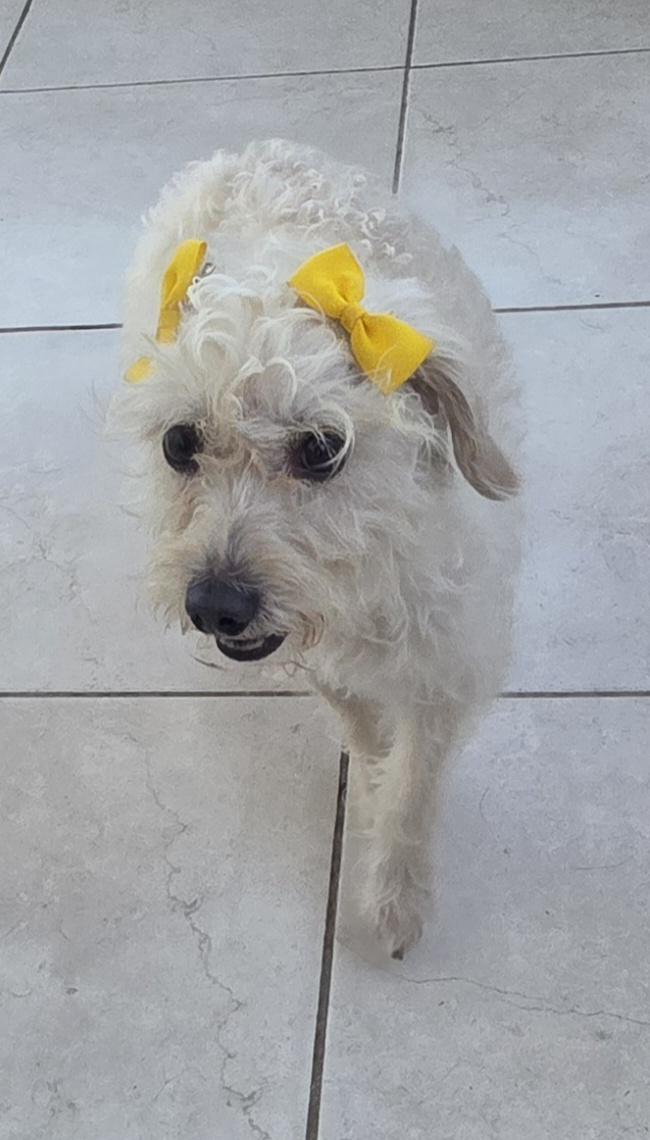Tita, ADOPTABLE, Young Female Maltipoo.