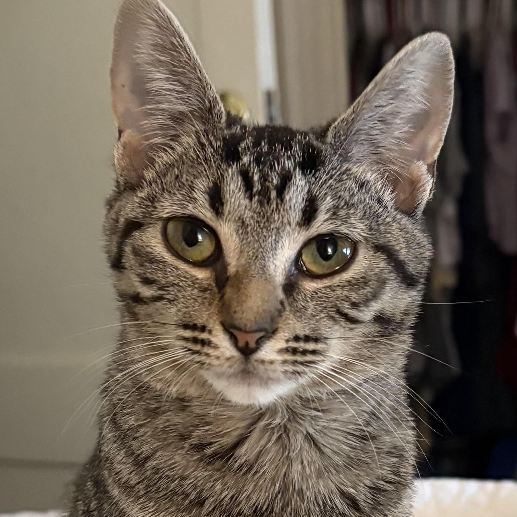 Sonic, ADOPTABLE, Adult Male Domestic Short Hair.