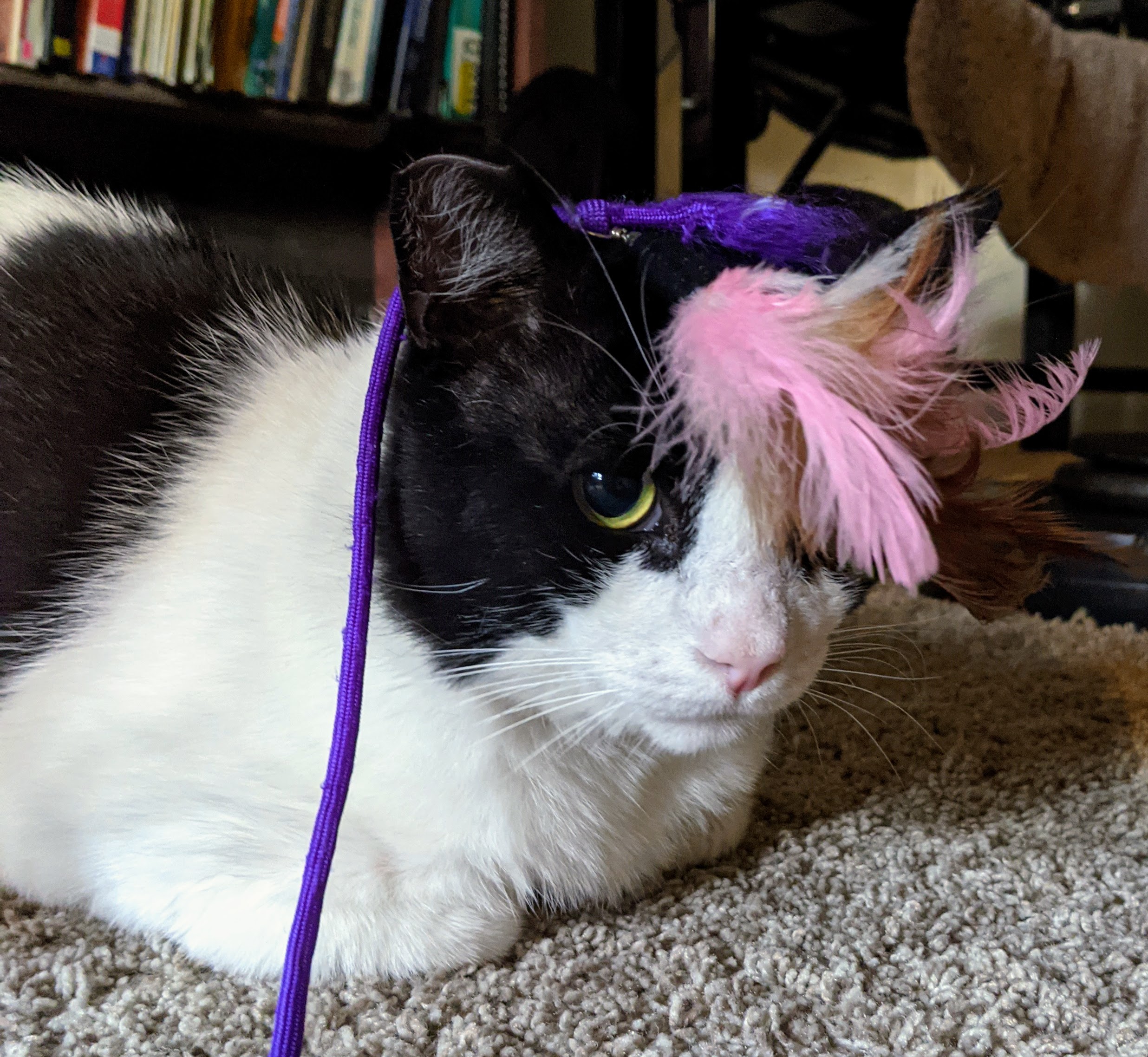 Cow Cat