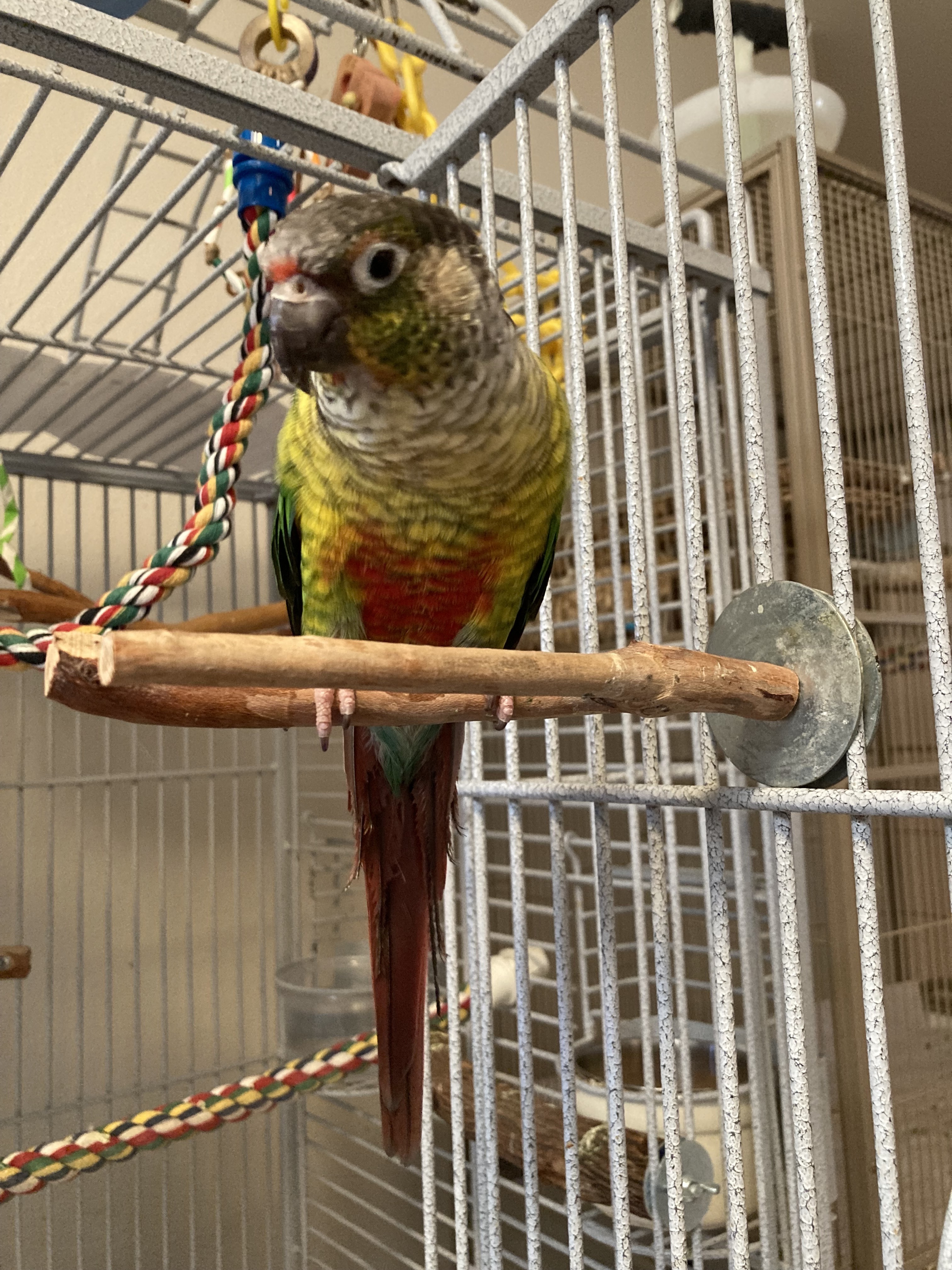 Mini, Adoptable, Adult Male Conure.