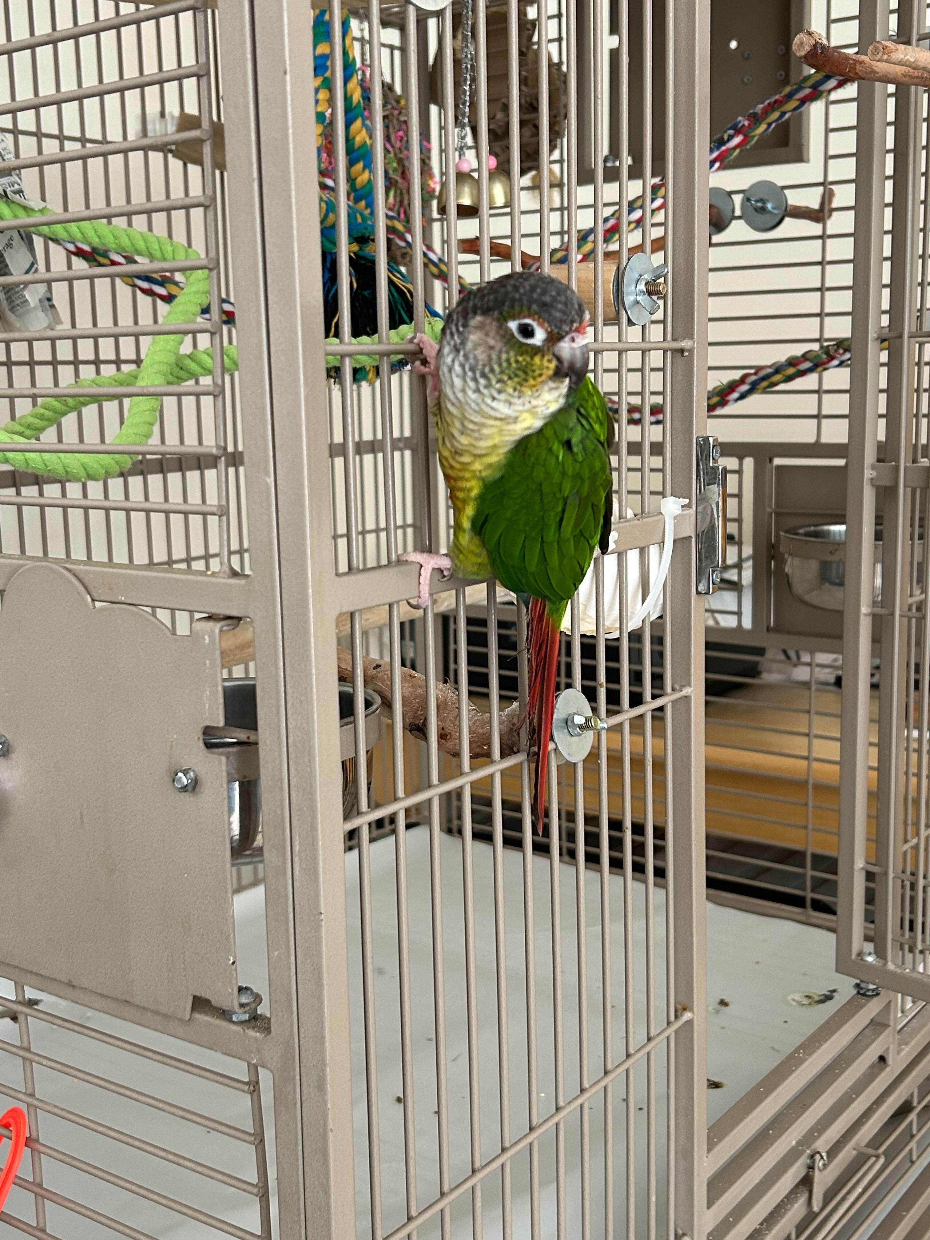 Mini, Adoptable, Adult Male Conure.