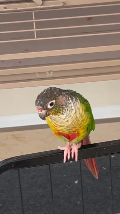 Enlarge Mini, a Adoptable Conure in San Diego, CA video 3/3
