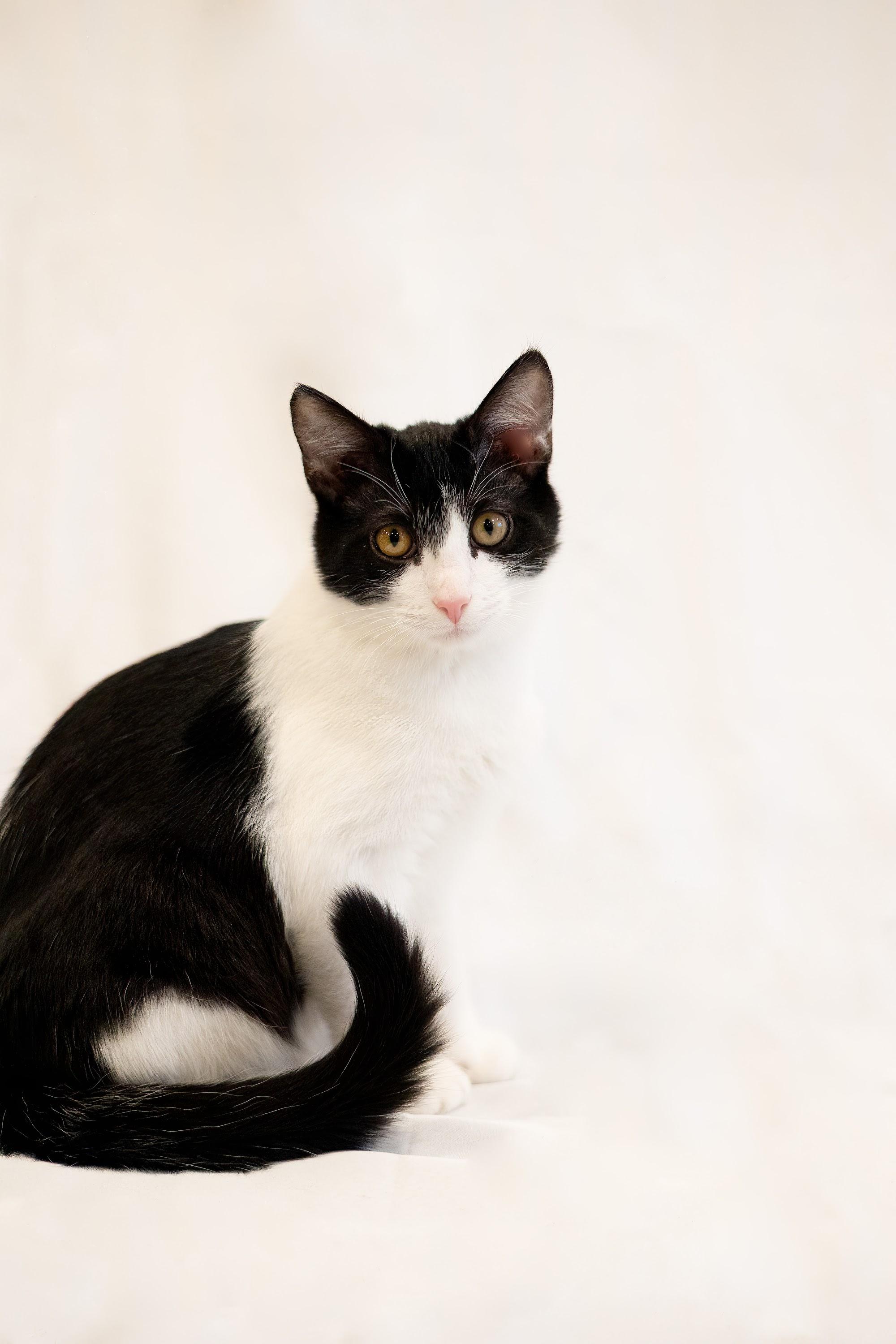 Mr Kelp, a Adopted American Shorthair in North Ogden, UT image 4/6