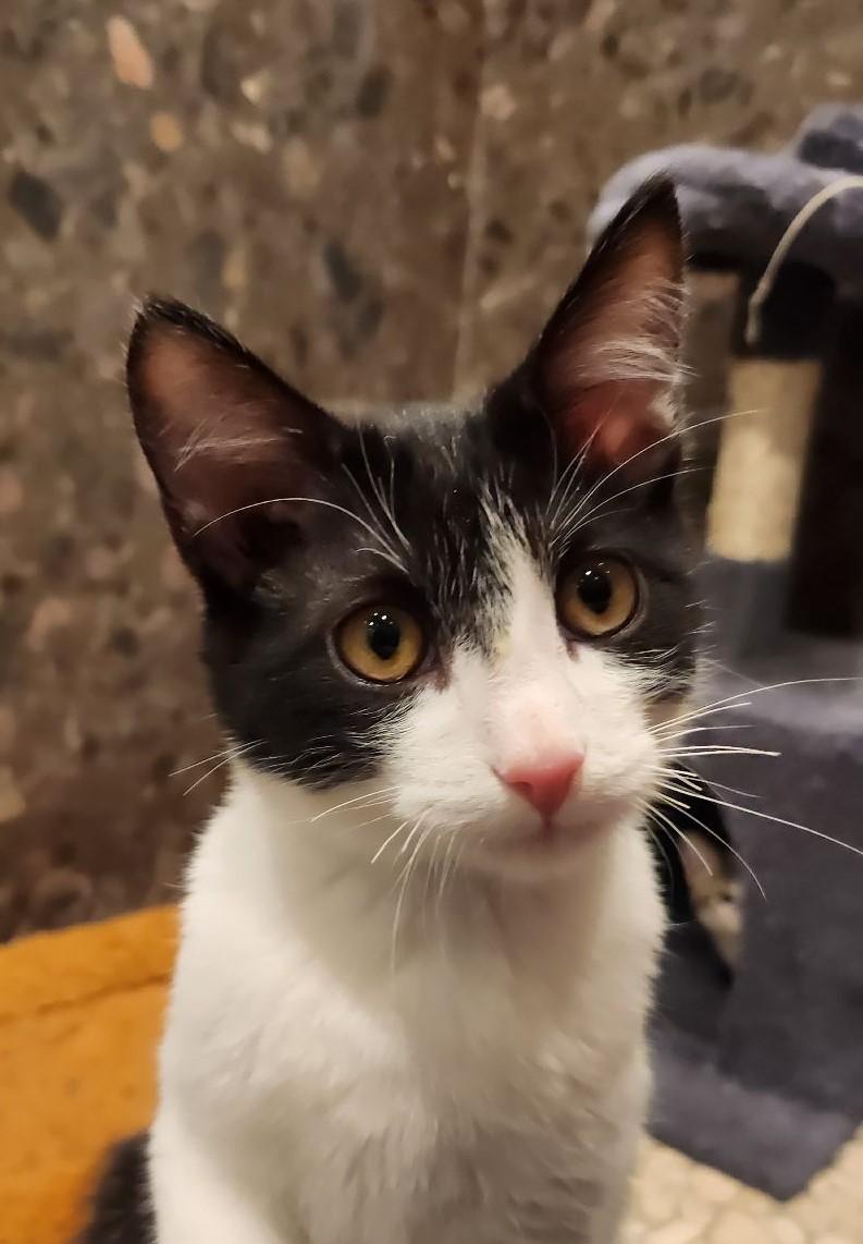 Mr Kelp, a Adopted American Shorthair in North Ogden, UT image 6/6