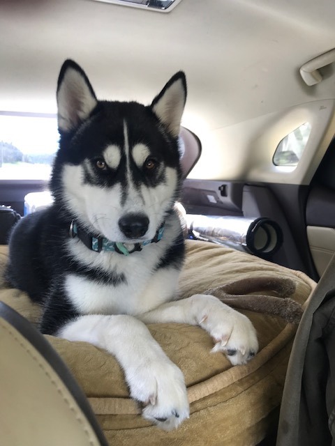 Togo, Adopted, Young Male Siberian Husky.
