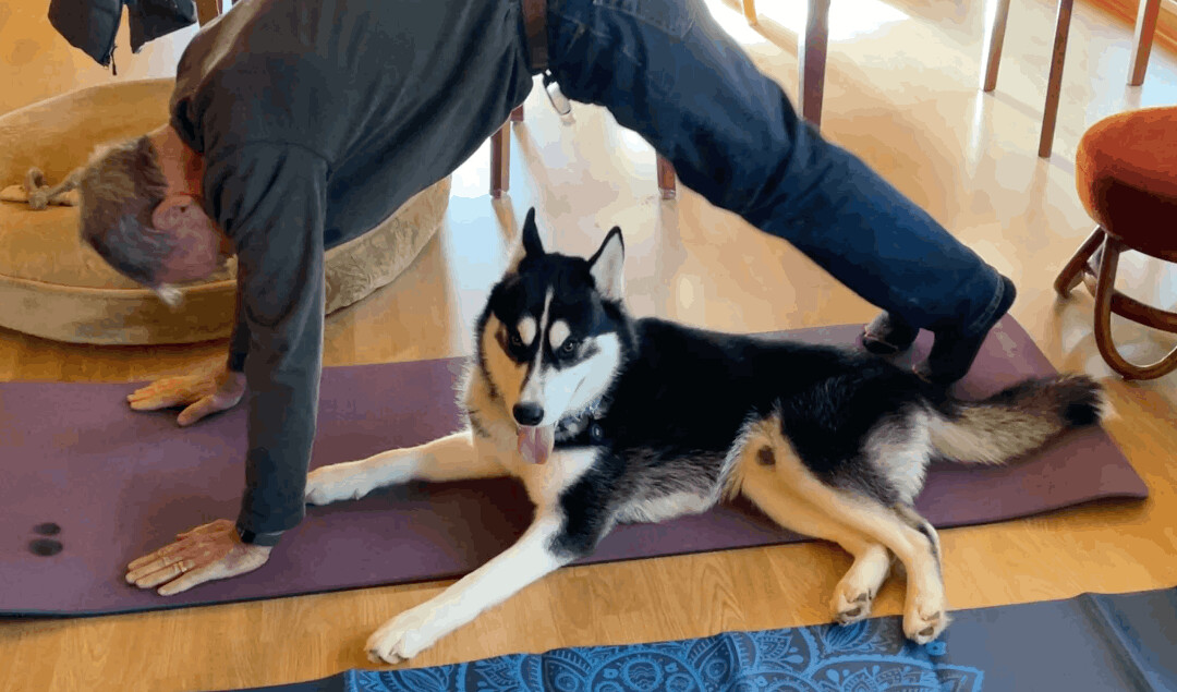 Enlarge Togo, a Adopted Siberian Husky in Sacramento, CA image 2/10