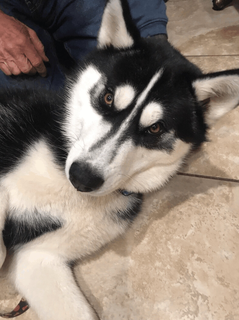 Enlarge Togo, a Adopted Siberian Husky in Sacramento, CA image 3/10