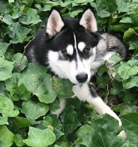 Enlarge Togo, a Adopted Siberian Husky in Sacramento, CA image 4/10