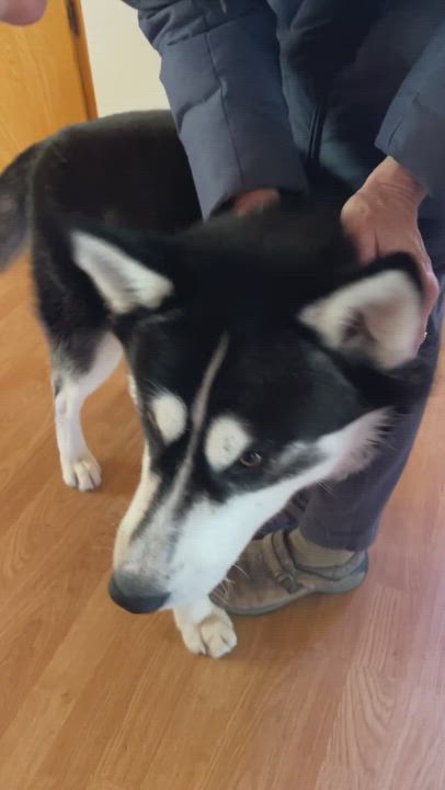 Enlarge Togo, a Adopted Siberian Husky in Sacramento, CA video 10/10