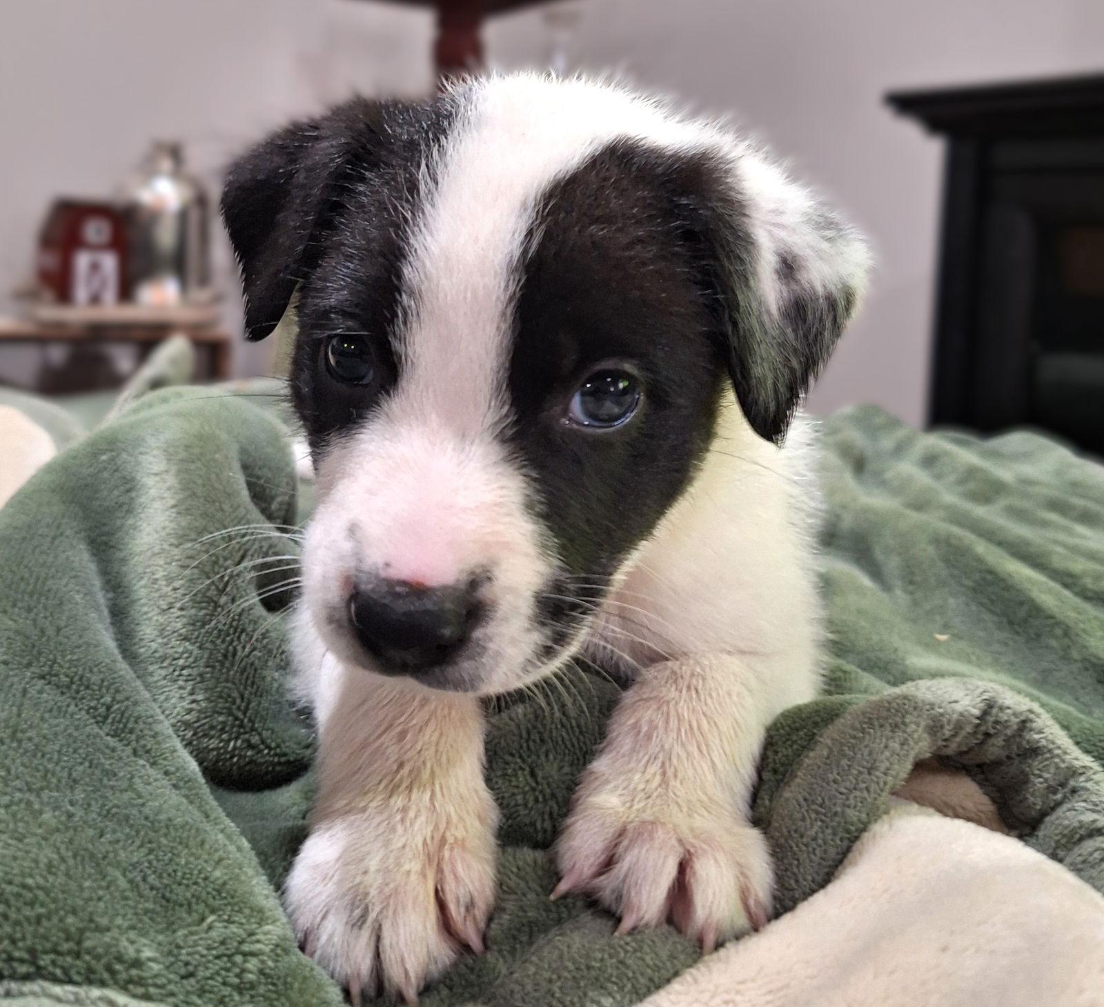Earl Holstein *LOCAL*, Adoptable, Puppy Male Border Collie.