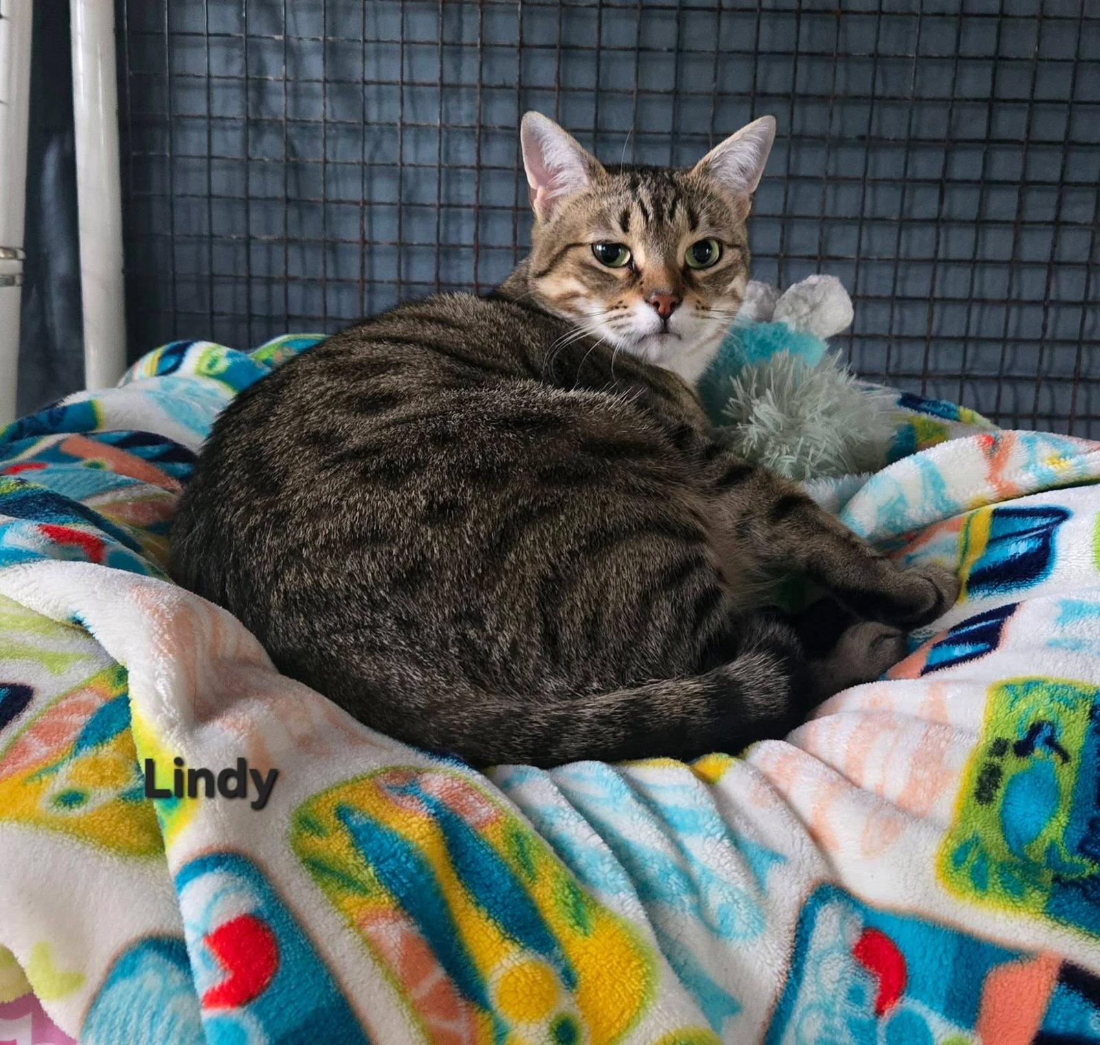 Lindy, Adopted, Adult Female Domestic Short Hair.