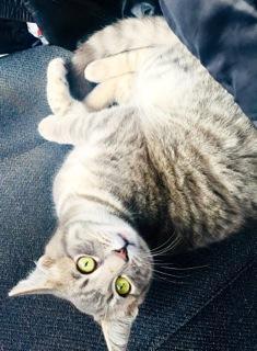 Enlarge Fremont, a Adoptable Domestic Short Hair in Palo Alto, CA image 2/3