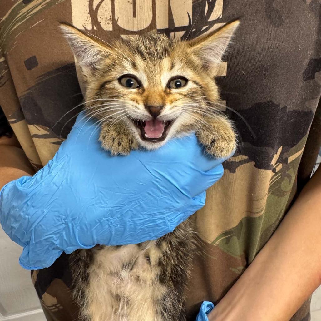 Pearl ARC2026-507, Adoptable, Kitten Female Domestic Short Hair.
